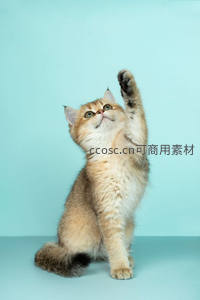 蓝背景下举爪卖萌的金渐层