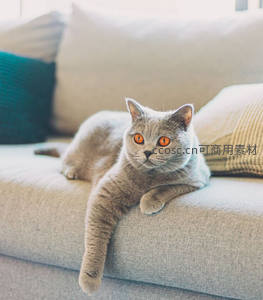 沙发上慵懒伸展的英短蓝猫