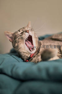 慵懒猫咪打哈欠，萌态十足