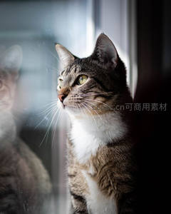 窗边凝望的猫咪，眼神专注