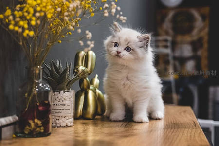 萌白小奶猫，桌边探头好奇