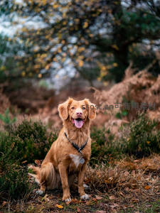 秋日林间微笑的棕毛犬
