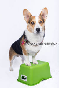 柯基犬站在绿色小凳上
