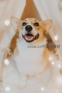 柯基犬在暖光帐篷里开心微笑