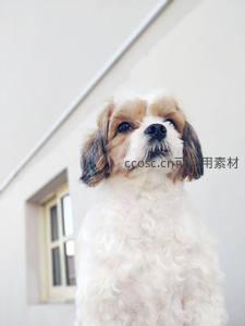 卷毛犬仰望天空站在白色墙前