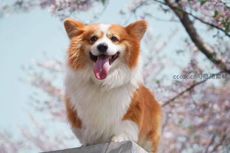 柯基犬在樱花树下吐舌微笑