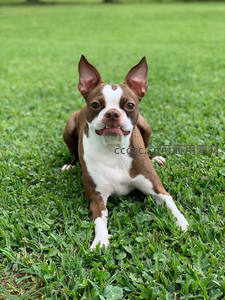 草坪上可爱的波士顿梗犬