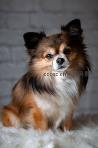 长毛吉娃娃坐在白色绒毯上