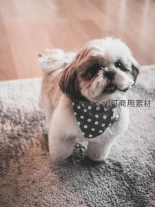 戴波点围巾的西施犬抬头微笑