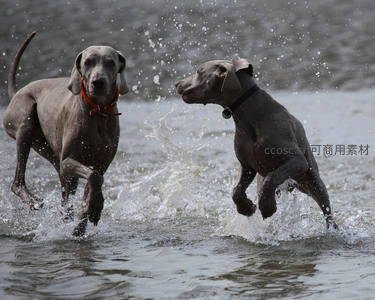 两只威玛猎犬水中嬉戏溅起水花