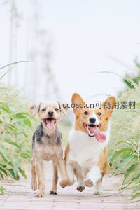 两只快乐小狗在小径上奔跑嬉戏