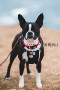 波士顿梗犬海边草地帅气站立