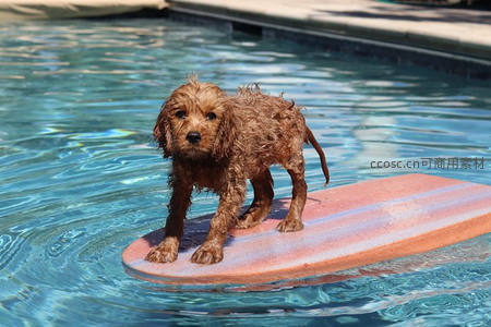 湿漉漉小狗站在冲浪板上玩水