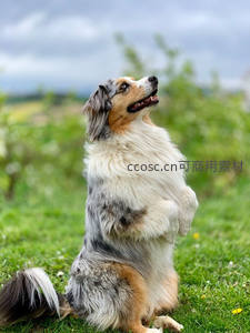 牧羊犬草地仰望天空