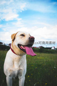 拉布拉多蓝天草地吐舌笑