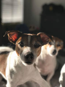 阳光下的杰克罗素犬凝视镜头