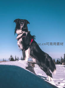 雪地上的边境牧羊犬英姿飒爽