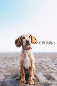 沙滩上坐着的可卡犬萌态十足