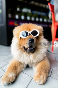 戴墨镜的松狮犬酷炫街头风