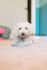 白色贵宾犬室内地毯上萌态可掬