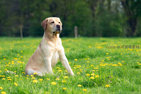 拉布拉多坐于蒲公英草地