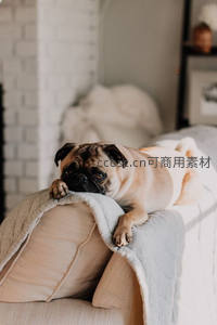 巴哥犬慵懒倚靠沙发享受午后时光