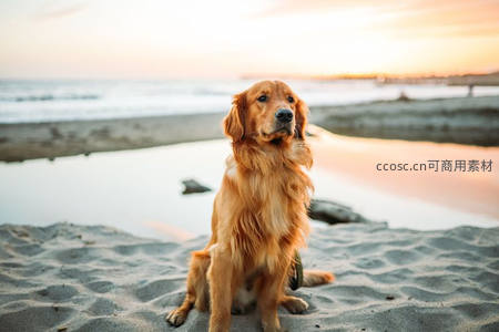 金毛犬静坐沙滩沐浴夕阳余晖