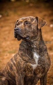 棕虎斑犬侧首凝望，眼神深邃