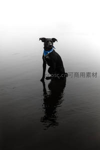 黑犬戴蓝巾静坐水面如镜