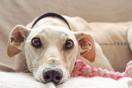 浅色犬趴卧凝视镜头萌态