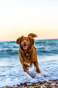 红毛犬海边奔跑溅起浪花迎夕阳
