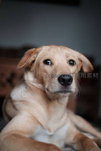 棕黄色小狗室内凝视镜头特写