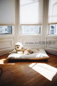 阳光洒落窗边小犬慵懒休憩