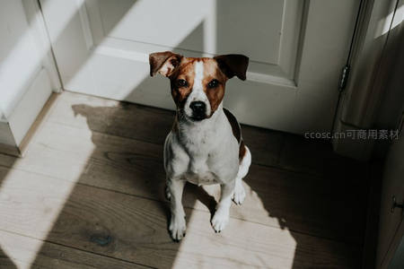 阳光门廊，杰克罗素犬静坐凝视