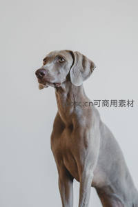 威玛猎犬优雅侧身凝望远方