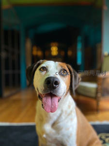 室内棕白犬吐舌微笑迎宾