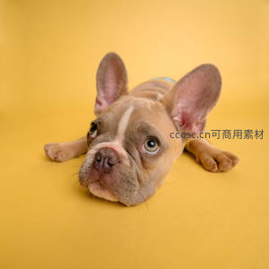 法斗幼犬趴卧黄底萌态十足