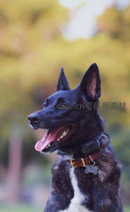 黑背犬户外微笑露齿欢愉