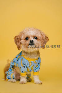 穿香蕉图案睡衣的小狗