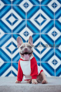 穿红白卫衣的法斗咧嘴大笑