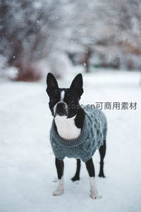 雪地里穿毛衣的波士顿梗犬可爱动人