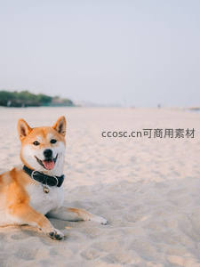 柴犬沙滩躺卧吐舌微笑