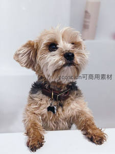 湿漉漉的小狗抬头望，萌态十足