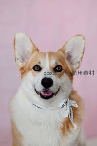 粉色背景下的柯基犬，时尚又呆萌