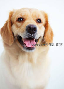 金毛犬微笑特写，温暖治愈人心