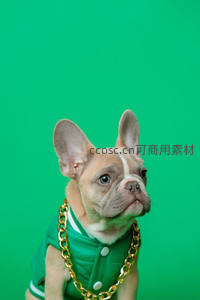 法斗穿绿衣戴金链，潮范十足