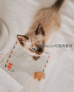 仰望镜头的蓝眼暹罗幼猫