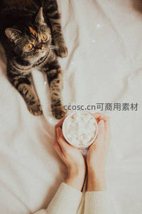 猫咪陪伴的温馨午后，手捧热饮享受惬意时光