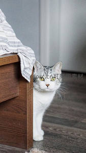 好奇小猫从床角探头张望，萌态十足惹人爱