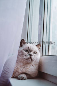 英短猫咪窗边静坐，薄纱轻拂透出好奇神情